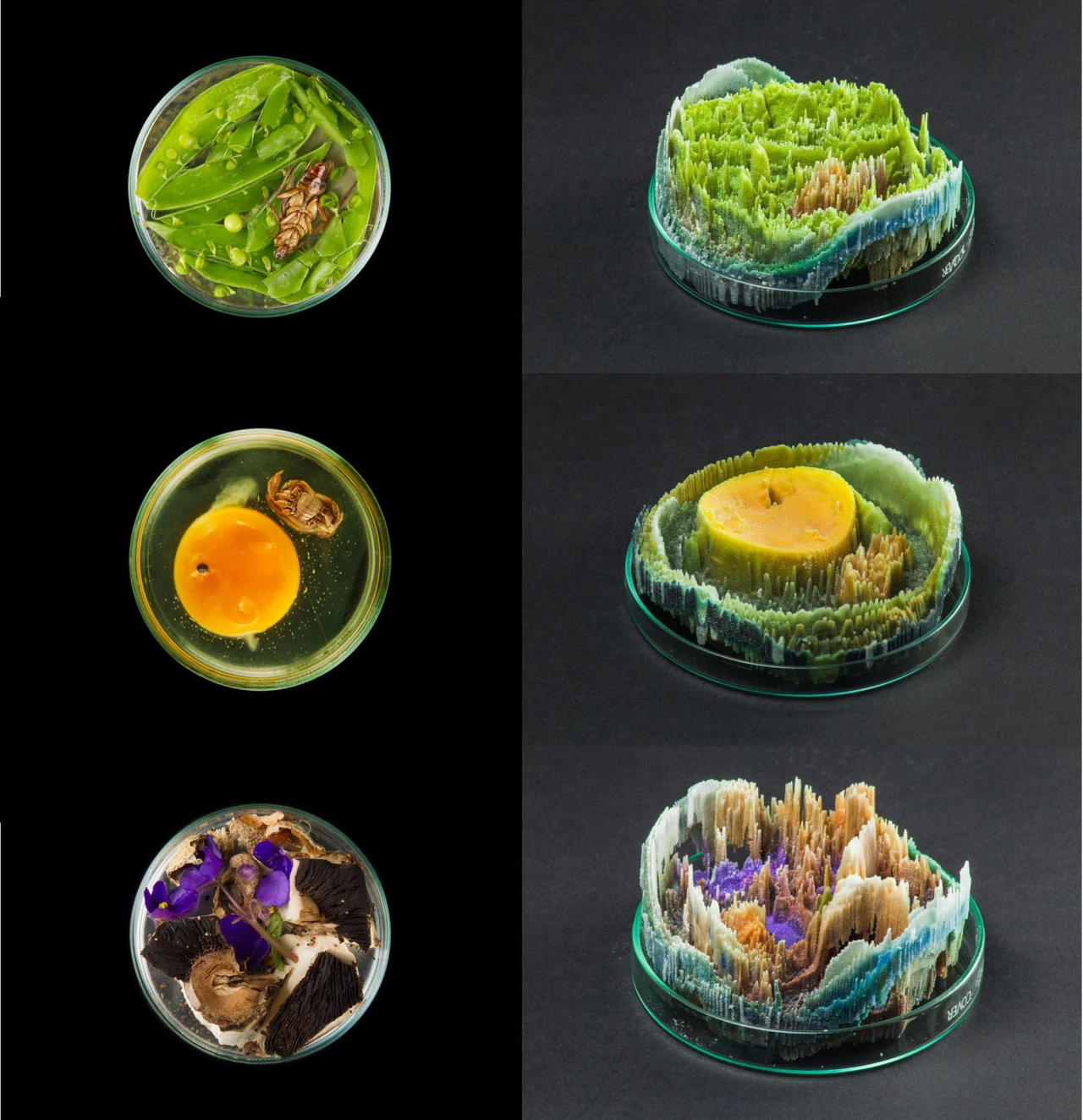 Where is the Art in Bio Art? Suzanne Anker (BFA Fine Arts Chair and AP Faculty) will lecture at Genspace in Brooklyn tomorrow, April 9th about her work, the field of bio art and the questions it raises.