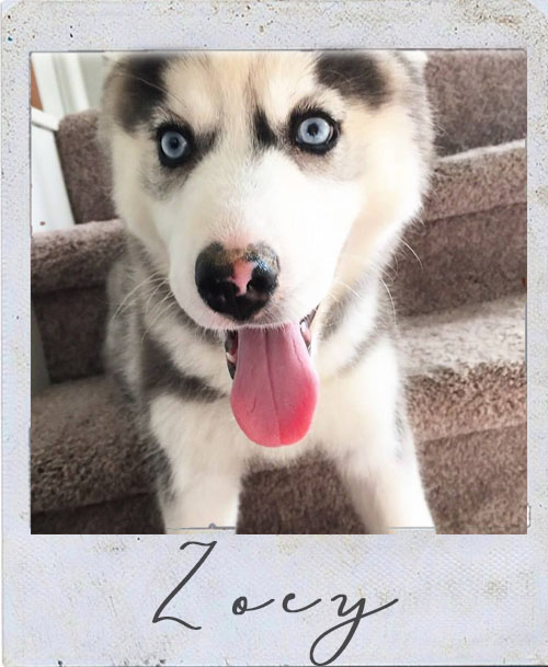 Hi I'm Zoey! <3 I'm an 8 month old Husky that's ready to take on the world. I'm young, wild, and free. I can run and play fetch for hours without even a tired thought. My baby blue eyes get me exactly what I want - often that means popcorn and my best friend Max's socks. I'm attached to my Mom & Dad's hip. I love them so much especially when they throw ice in the yard and let me pretend I'm playing in the snow.