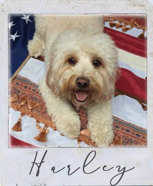 HI! I'm Harley The Golden Doodle AKA the future CEO of American Threads. I love everyone and everything! Except for air vents... those are really scary. I love my picture being taken and often take over Threads photoshoots with my cuteness. They tell me that work days are better when I'm in the office and I'll be best friends with anyone willing to share peanut butter or an orange with me. 