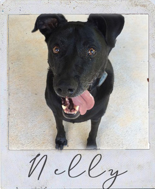 Hi there! I'm Nelly but my family calls me Nellybear. I am an 11 year old Black Lab/Weimaraner mix that loves holding hands (or paws) with you. I'm clumsy and get socially awkward around other dogs but my Mom tells me that it makes me even more adorable. I am often found singing and just can't stop licking, either you or the floor. I love Christmas time and going to pick out the tree. Really I'm more human than dog - you can even find me on Facebook! 