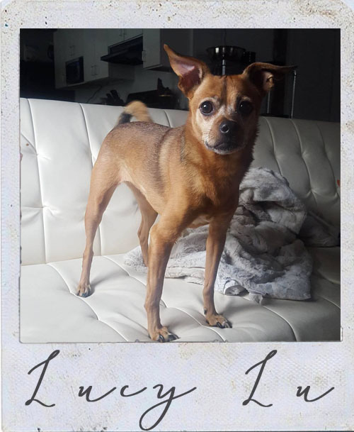 Hey Guys! l'm Lucy - a spunky, young at heart, 11 year old Chihuahua Pekinese mix. While I may be small, I am always up for a good adventure. I love hiking, exploring, long car rides, days at the beach, and even swimming in the pool. I'm basically human, I love to talk, stand on two legs and can often be a bit bossy. I have an obsessive compulsive kissing disorder basically meaning I have endless love to give and just can't stop myself from spreading it. 