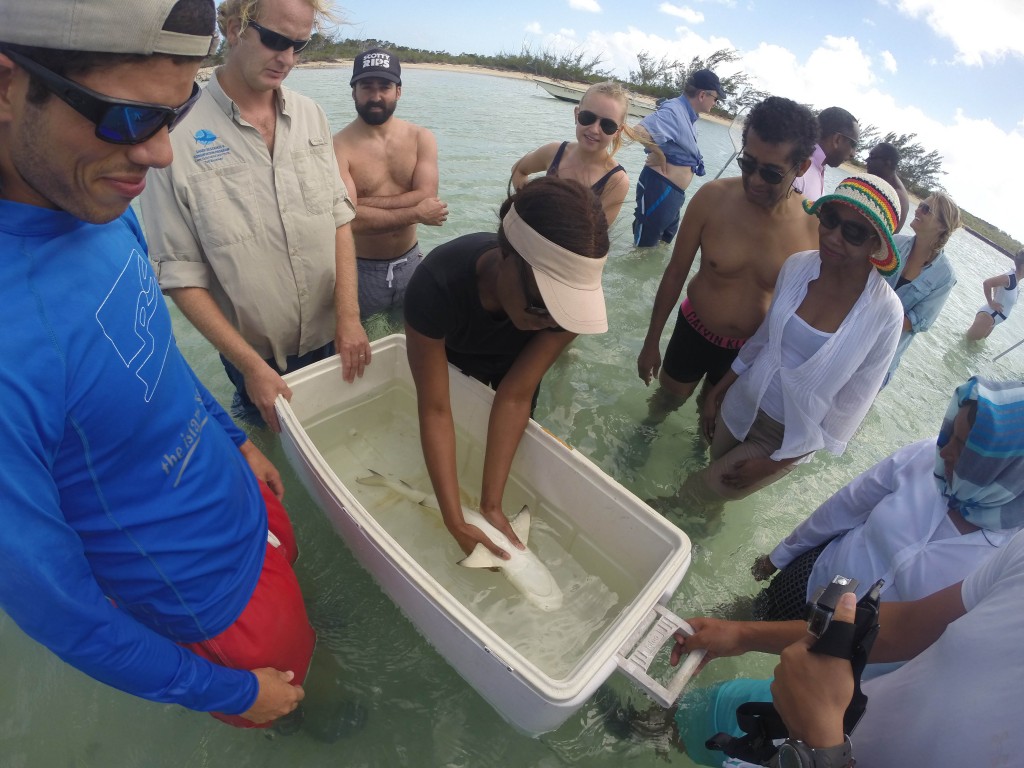 The delegates hold a lemon shark in a sleep state of tonic immobility during a population survey and tagging exercise