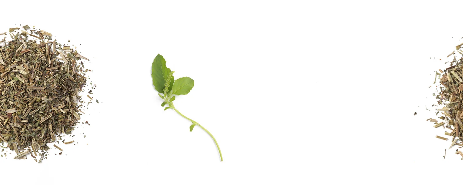 leafandtwig_Serenity1_tulsi.jpg