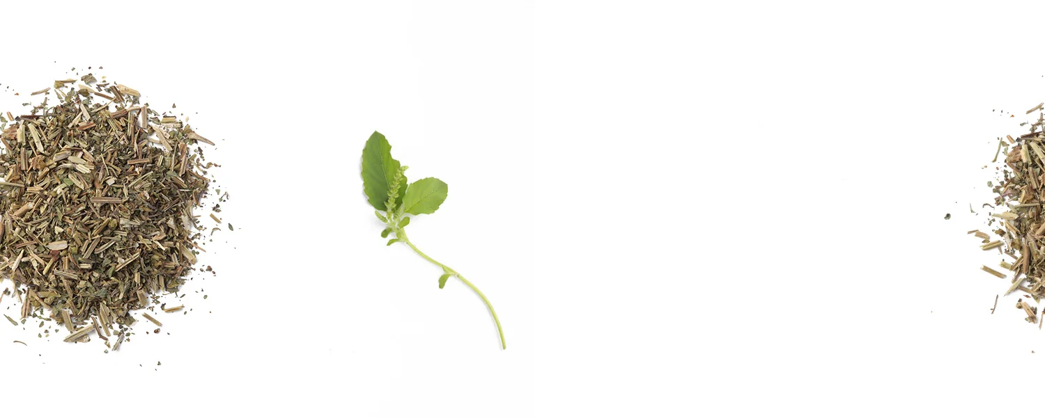 leafandtwig_Morning_tulsi.jpg