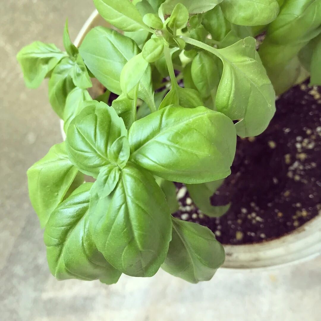 Three Summer Herb and Food Pairings You Must Try