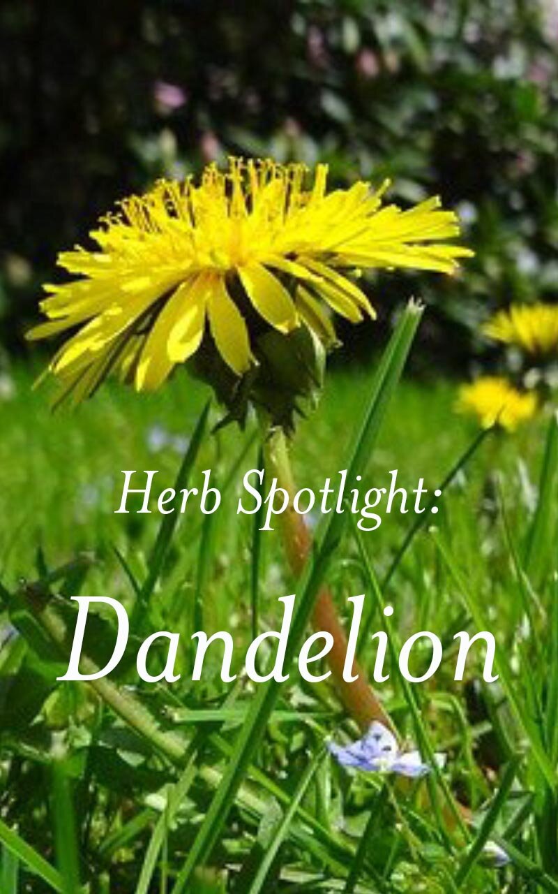 Herbal Spotlight: Calendula - Vana Tisanes