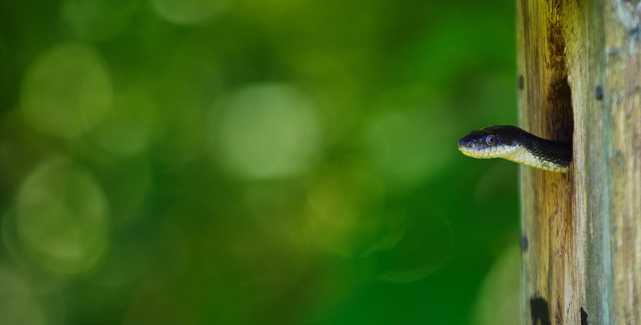 Decided to take a trip to a nature preserve in MD. While roaming around for a few hours trying to shoot photos of birds and butterflies I called it quits. Walking out I thought I watched a bird fly into this birdhouse so I waited. Not two minutes later this snake popped his head out much to my surprise