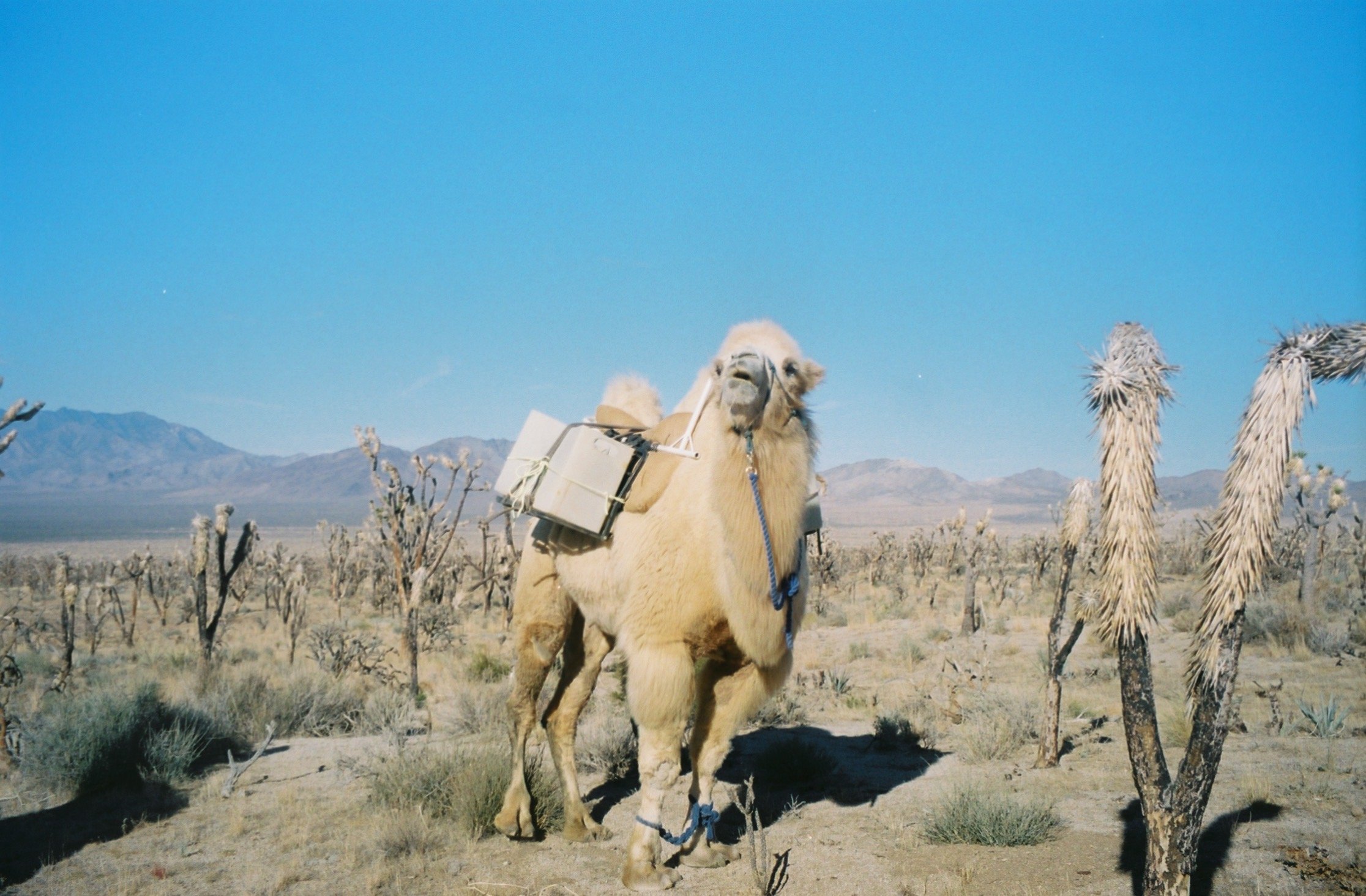 This Camel Has a Very Important Job