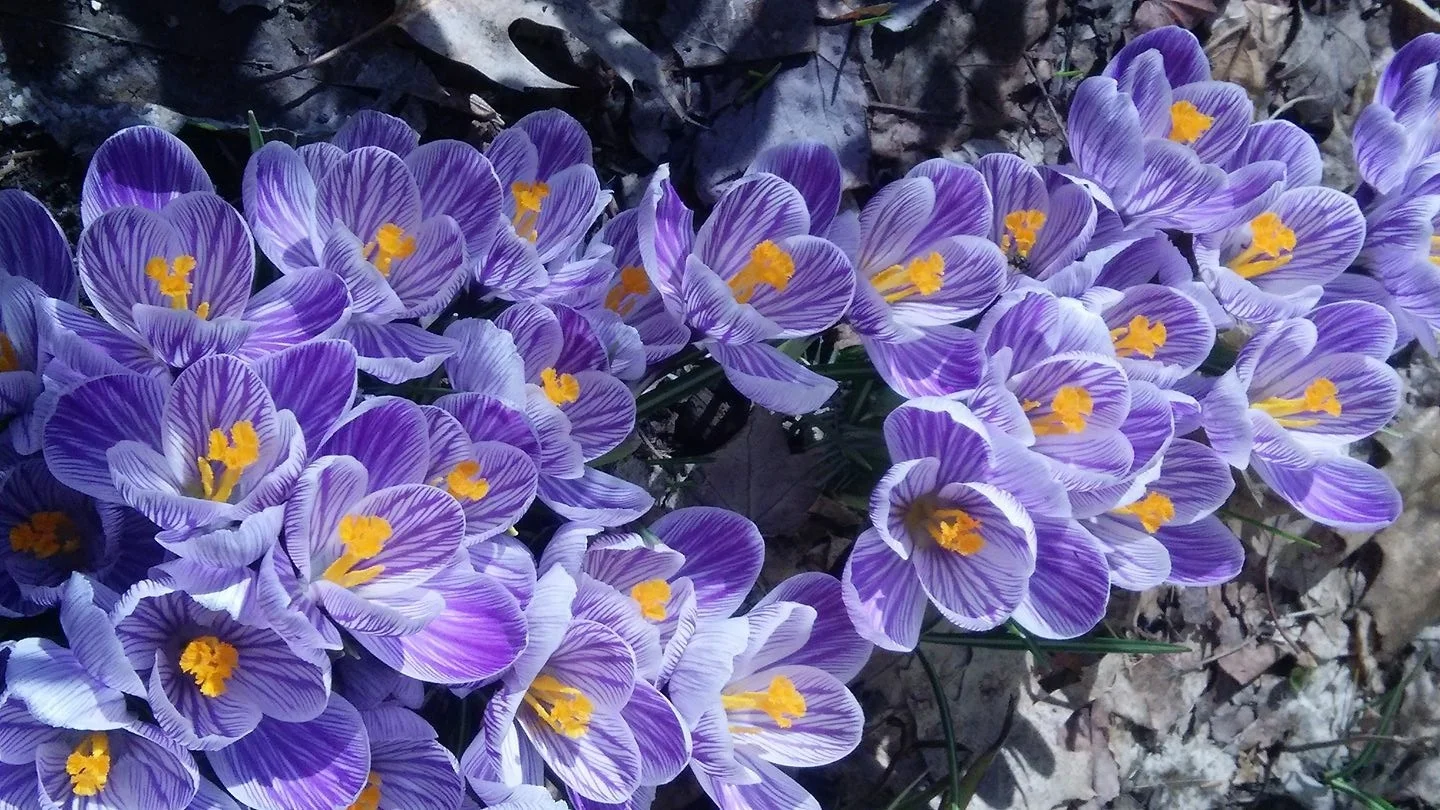 Why Poetry is a Necessary Luxury