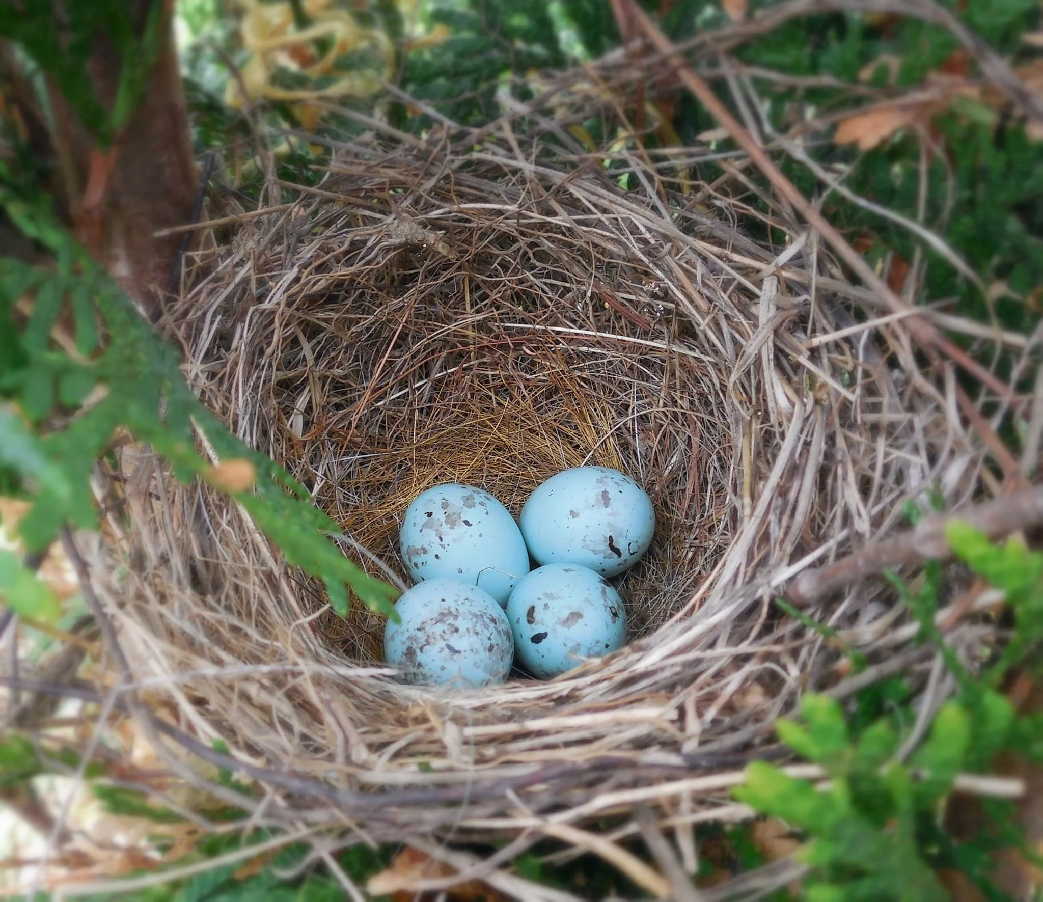 Attuning to the Gorgeous Ruckus of Summer