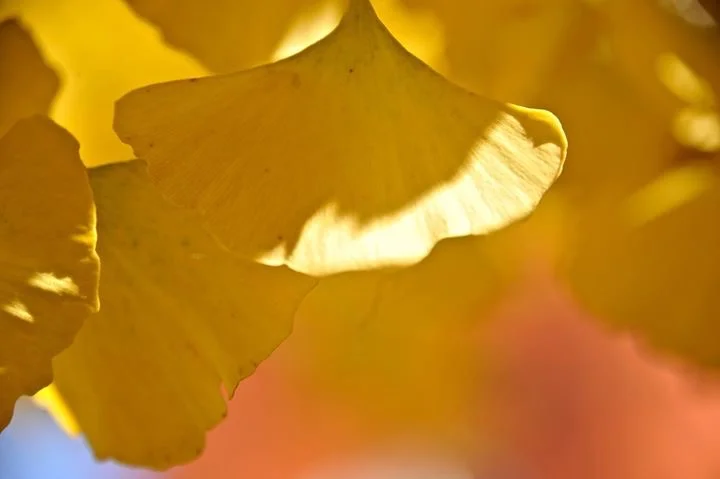 Finding Beauty, Truth and Goodness in a Year of Grief