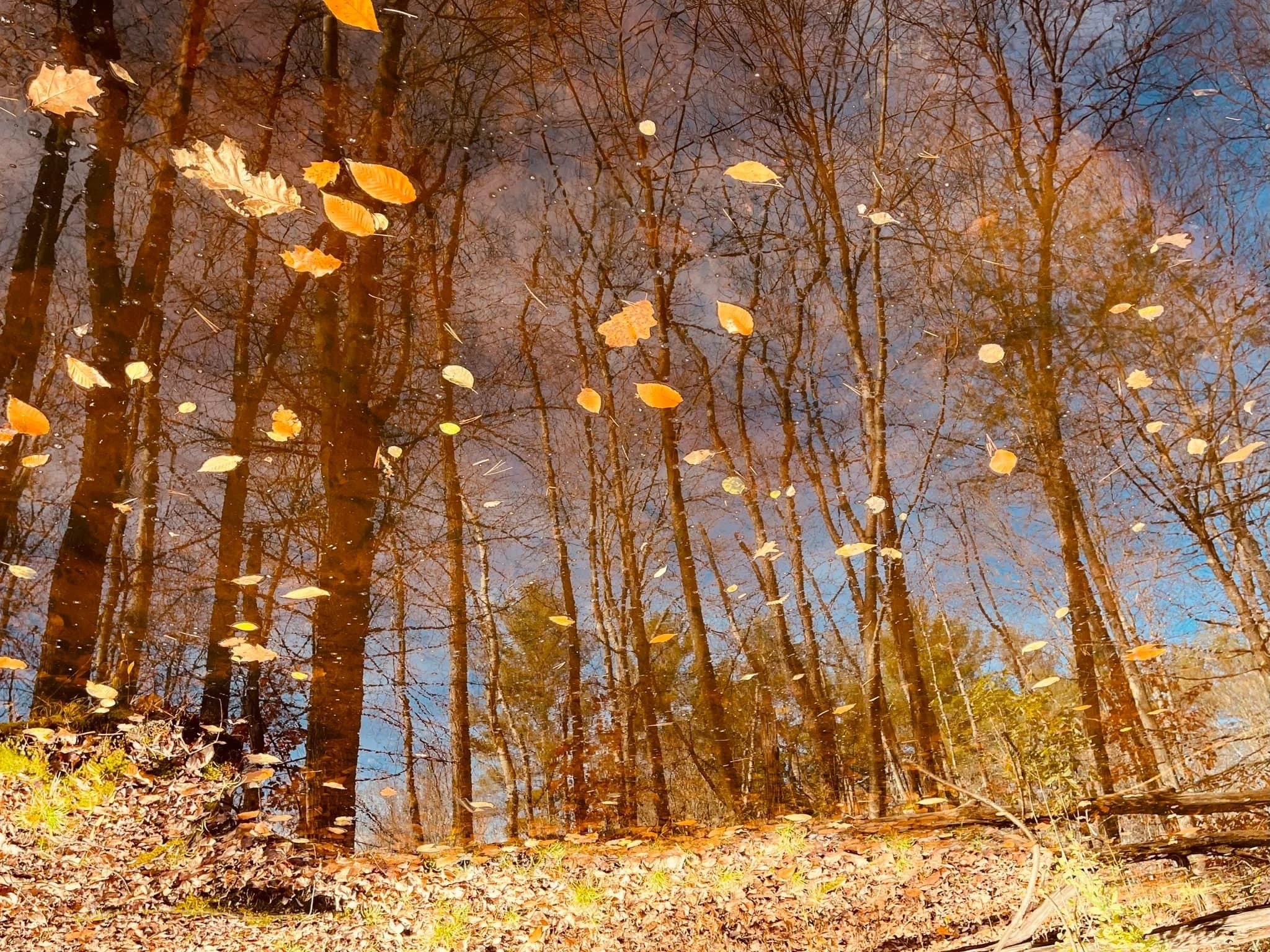Where was the Beauty, Truth and Goodness in this tumultuous year?