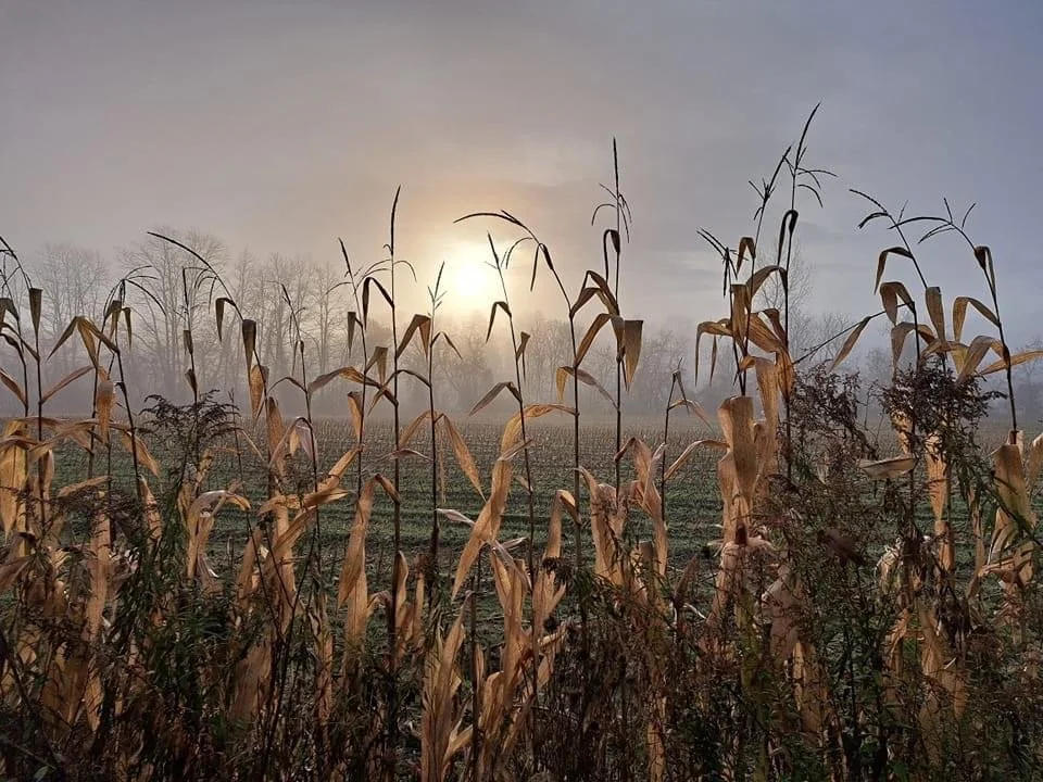 Beauty, Truth and Goodness on this fresh morning, in this broken world . . .