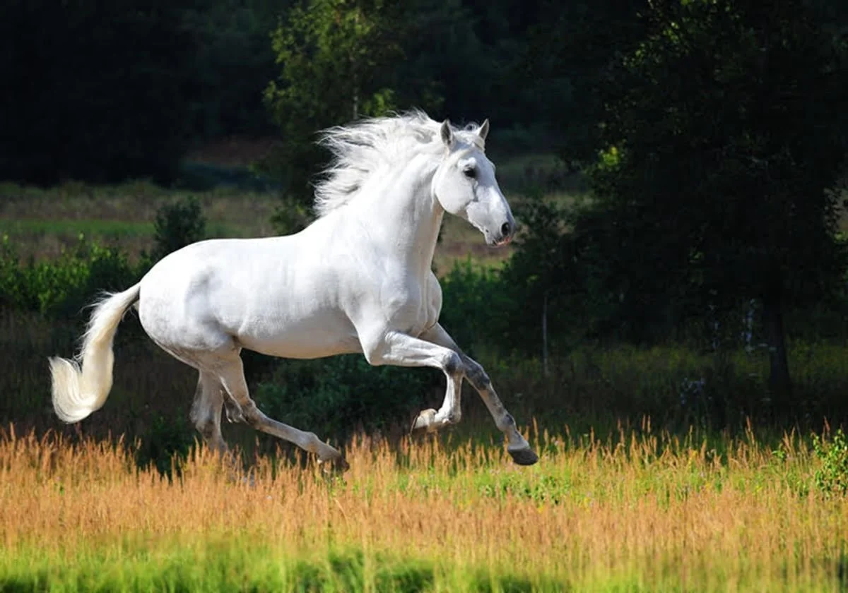 Developing Swiftness