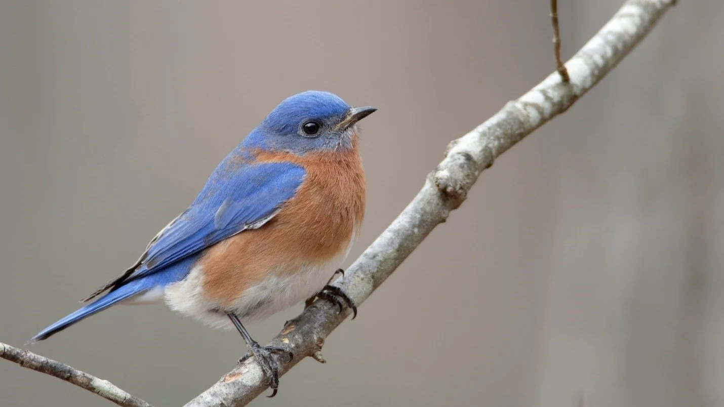 bluebird.jpg