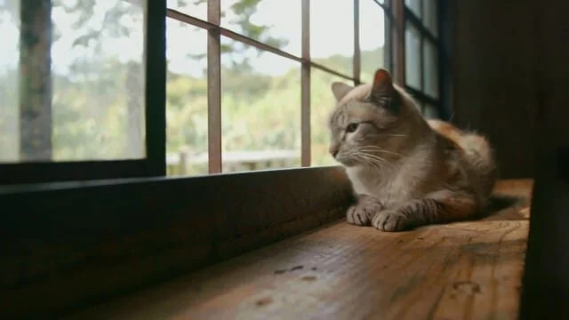 Once Upon an Adoption