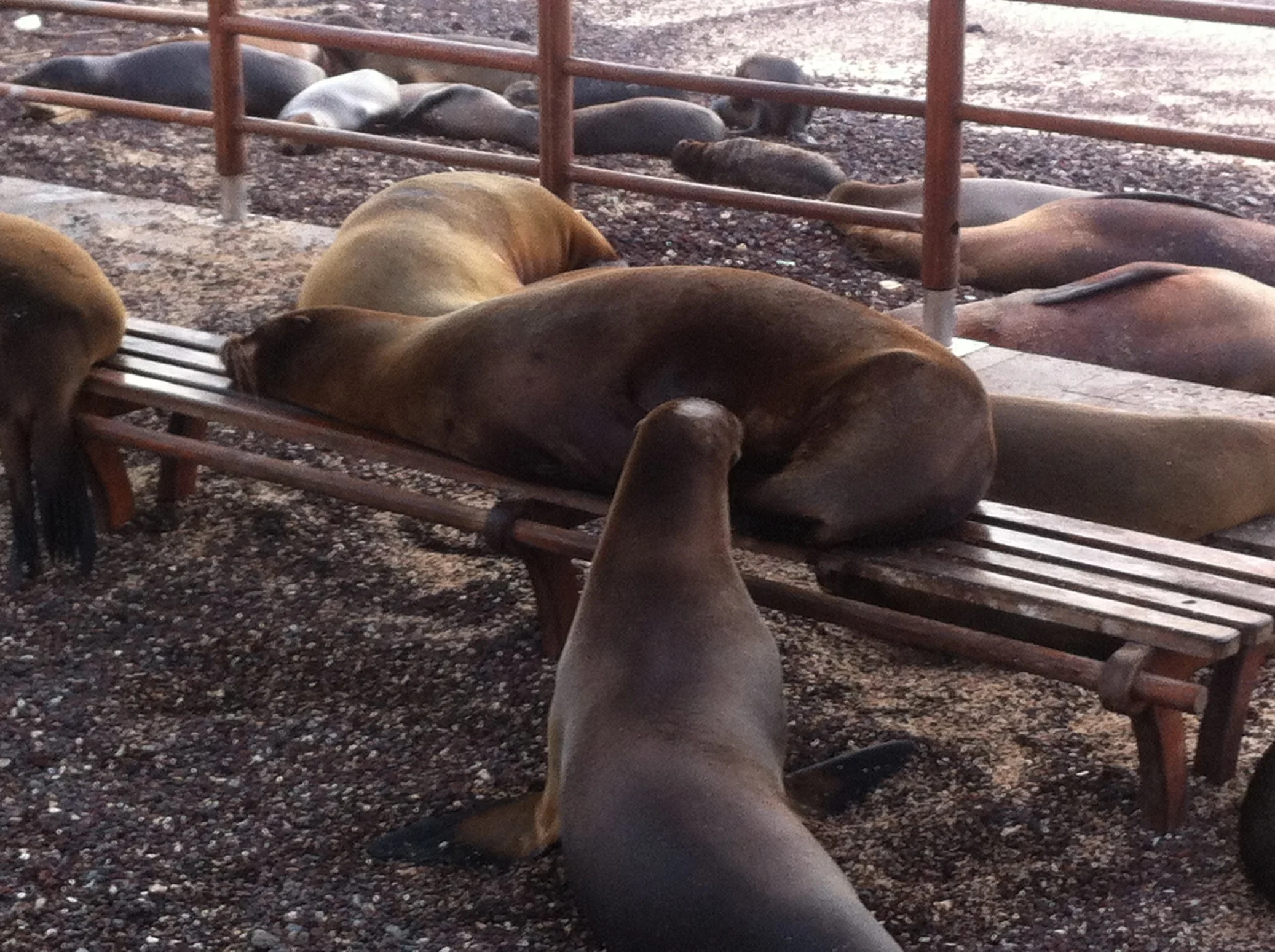 Galápagos Tourists – No. 2