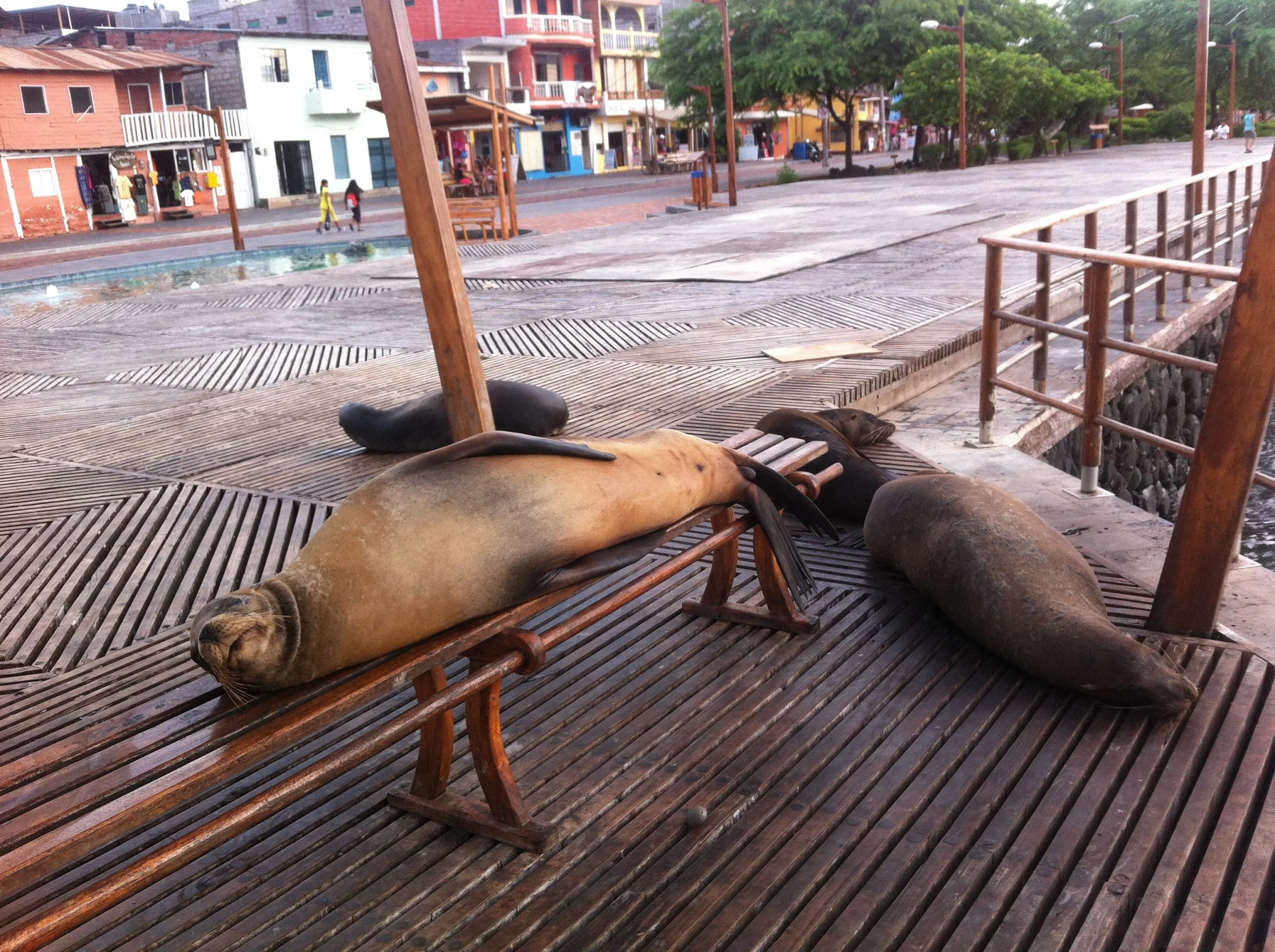 Galápagos Tourists – No. 1