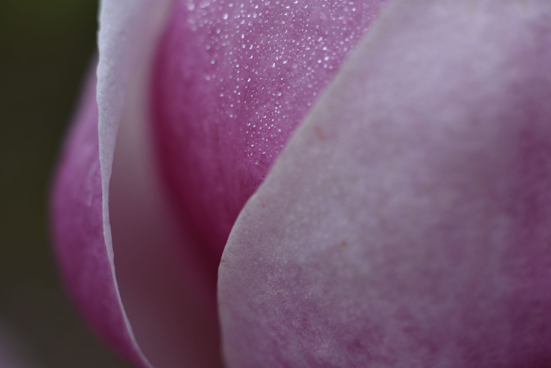  Magnolia flower with dewdrops 