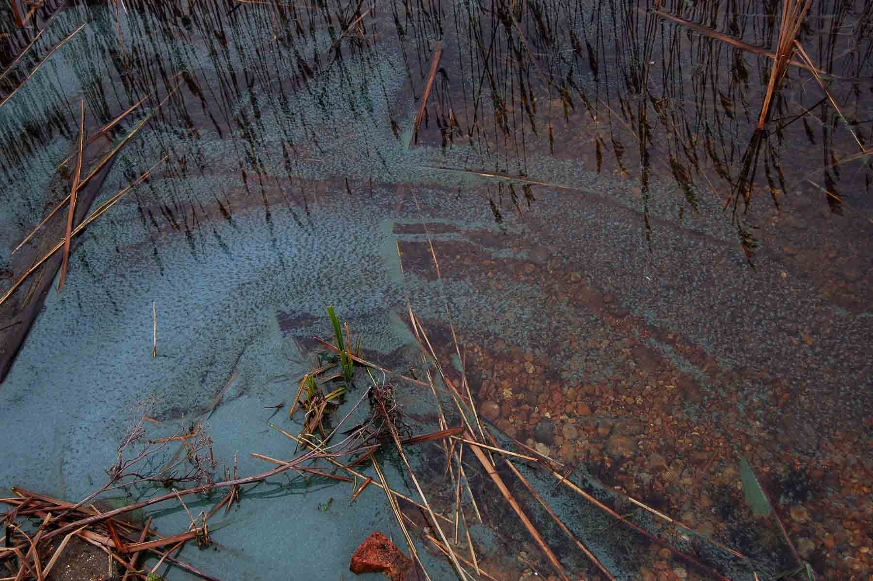  Pond, Dungeness 