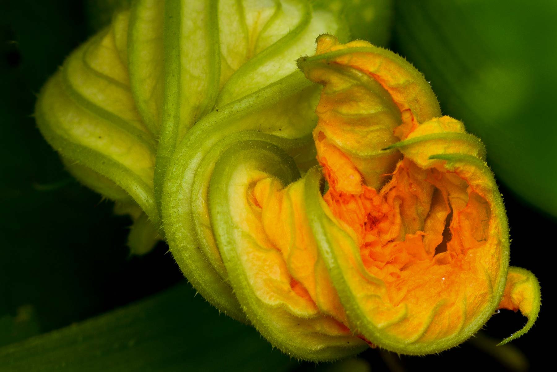  Courgette flower 
