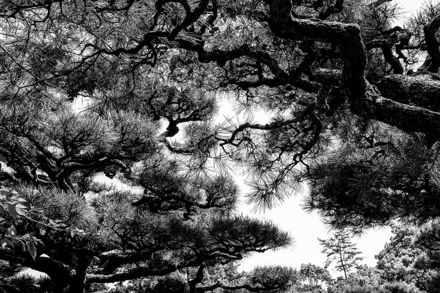  Trees, Japan 