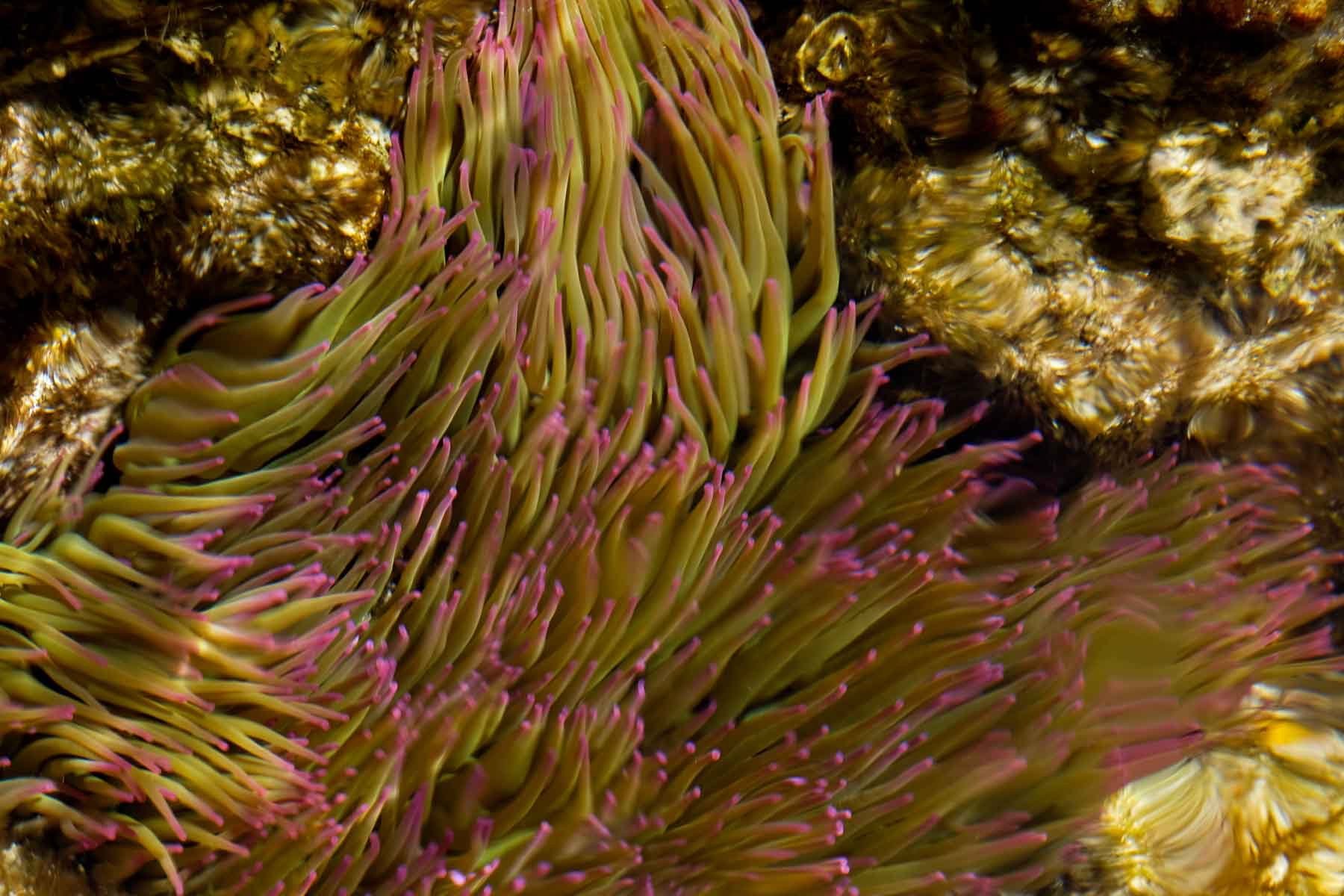  Sea anemone 