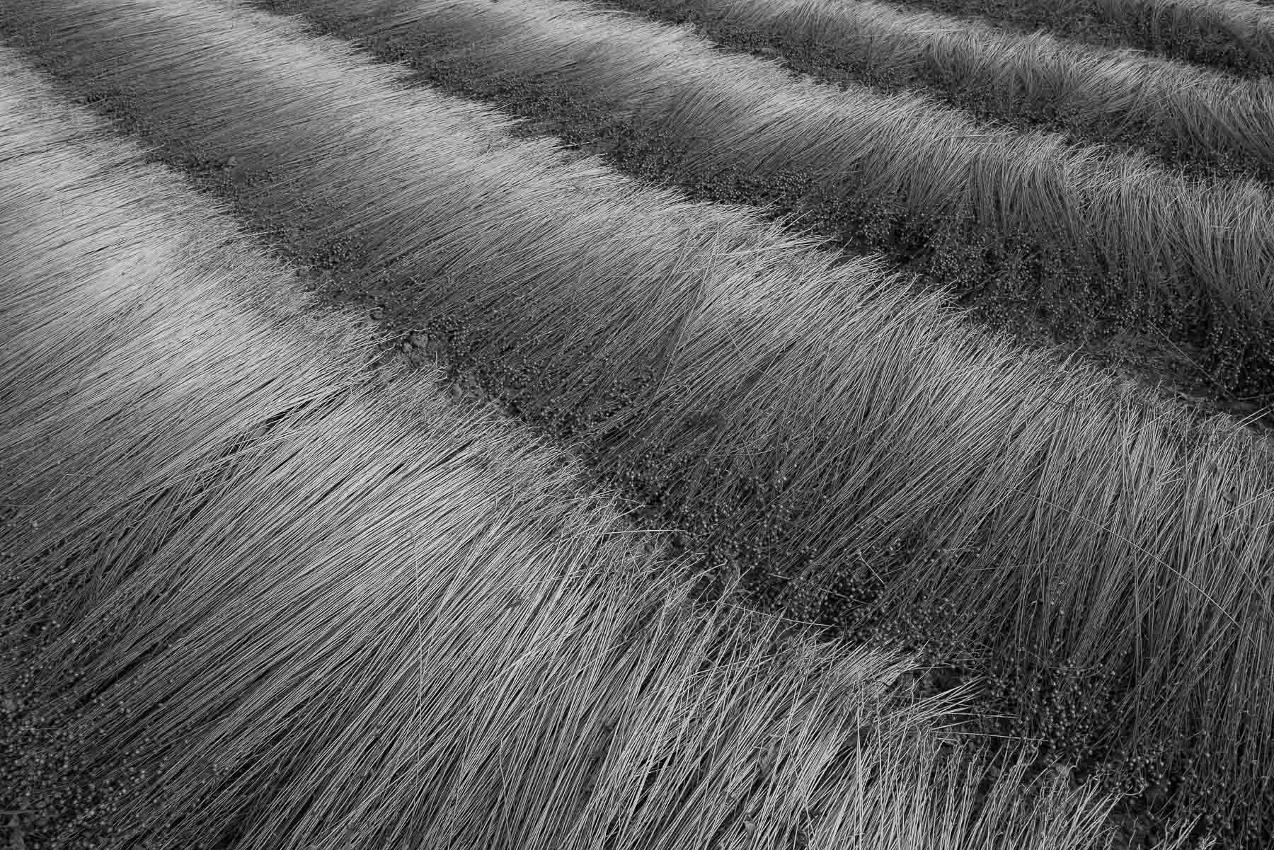  Freshly-cut lin crop, Normandy 