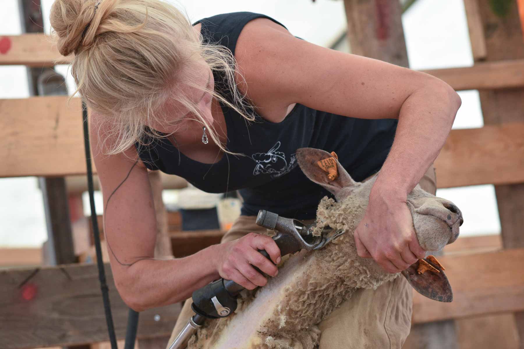 Sheep shearing at the  Petite Foire de Semel  