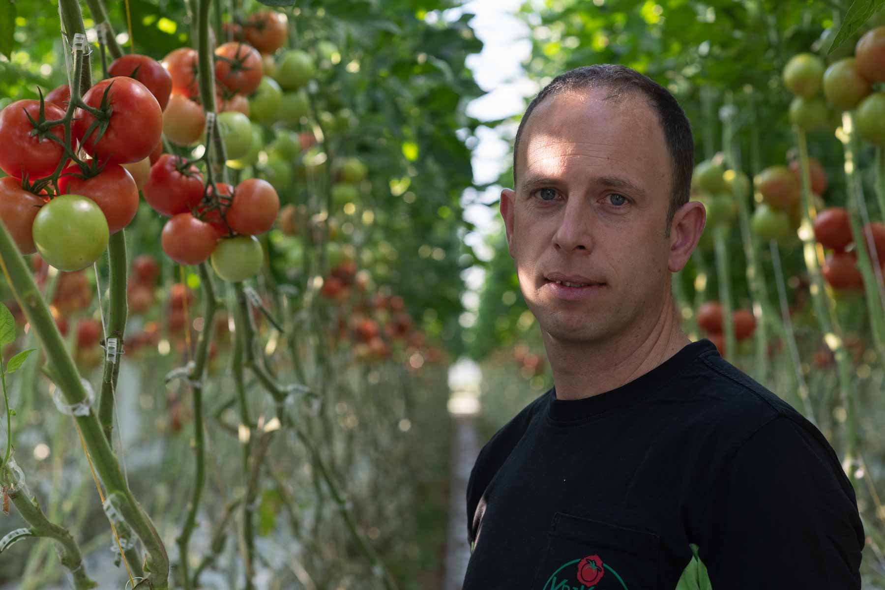  Kris De Weerdt, owner of Belgian tomato producer Krikato BV, in his greenhouses 