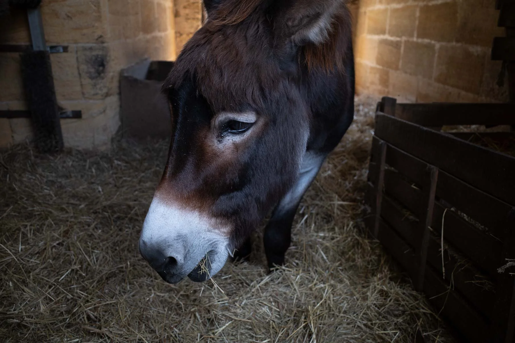  Montaigne's donkey 