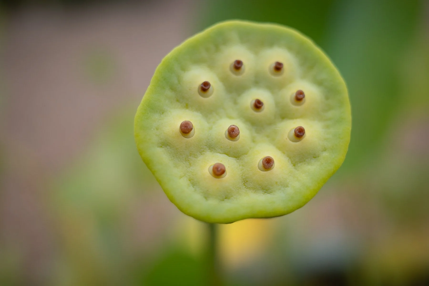  Lotus seed head in the  Jardins de Sardy  