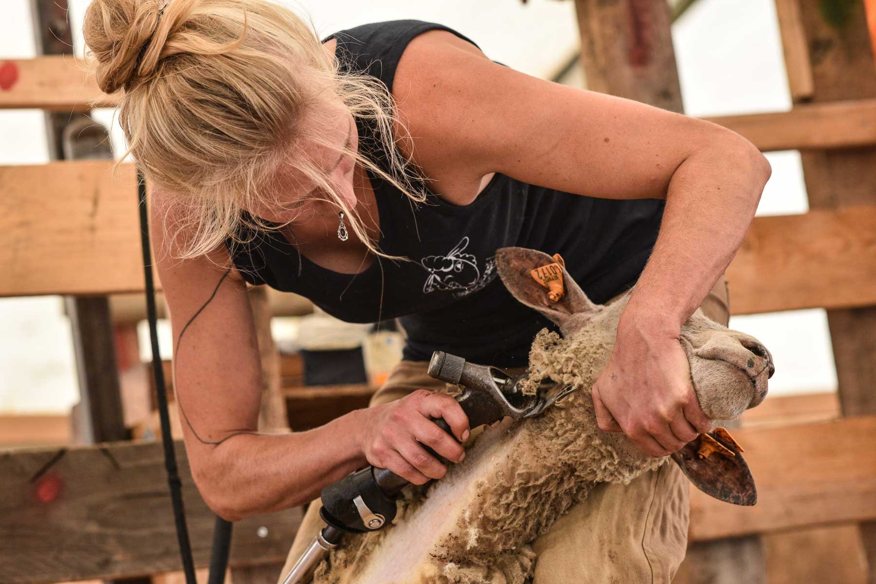 Sheep shearing at the Petite Foire de Semel