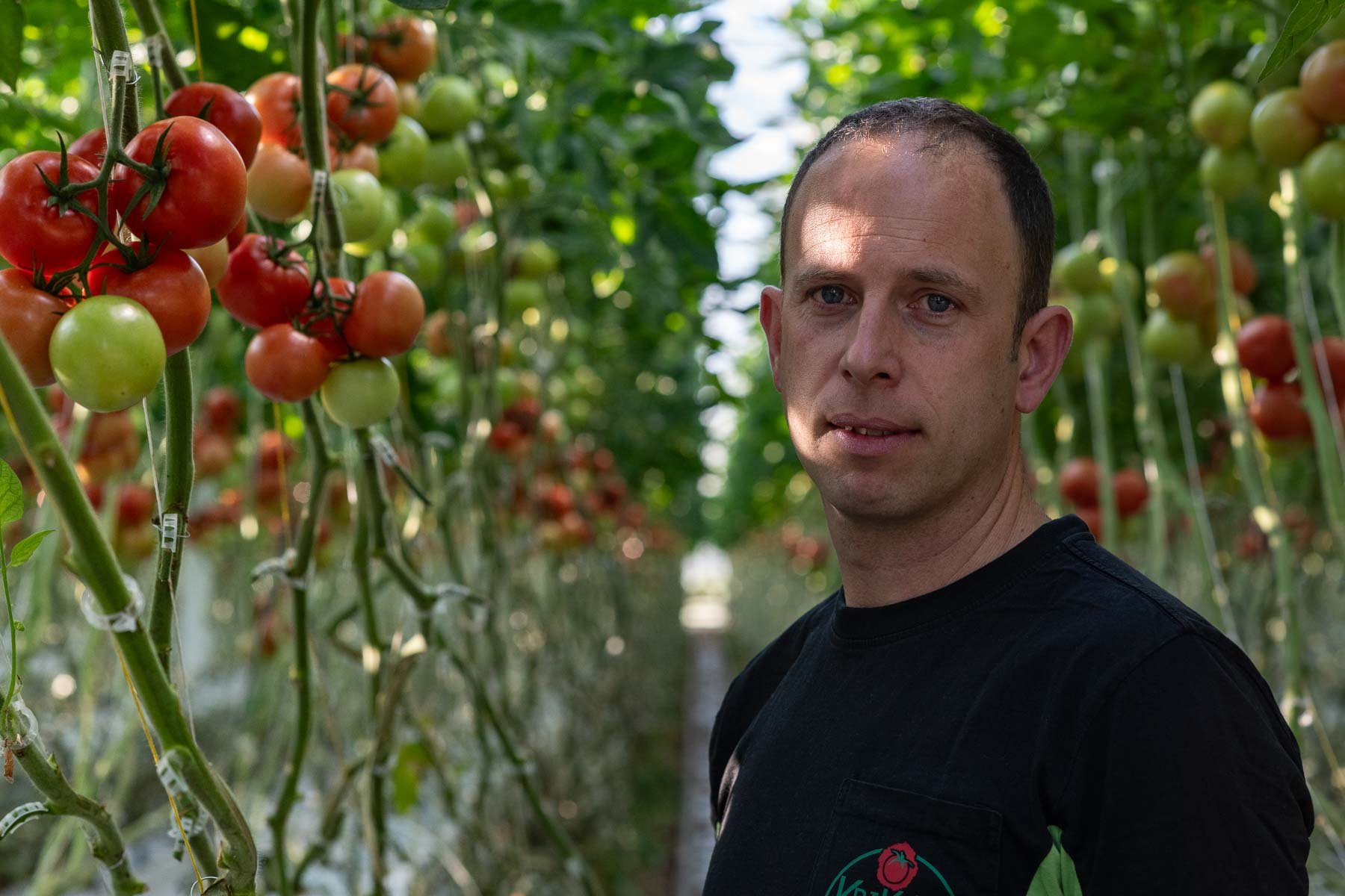 Kris De Weerdt, owner of Belgian tomato producer Krikato BV, in his greenhouses