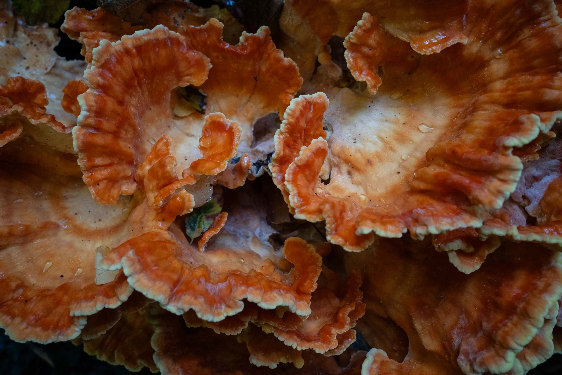  Chicken of the Woods (Laetiporus sulphureus) 