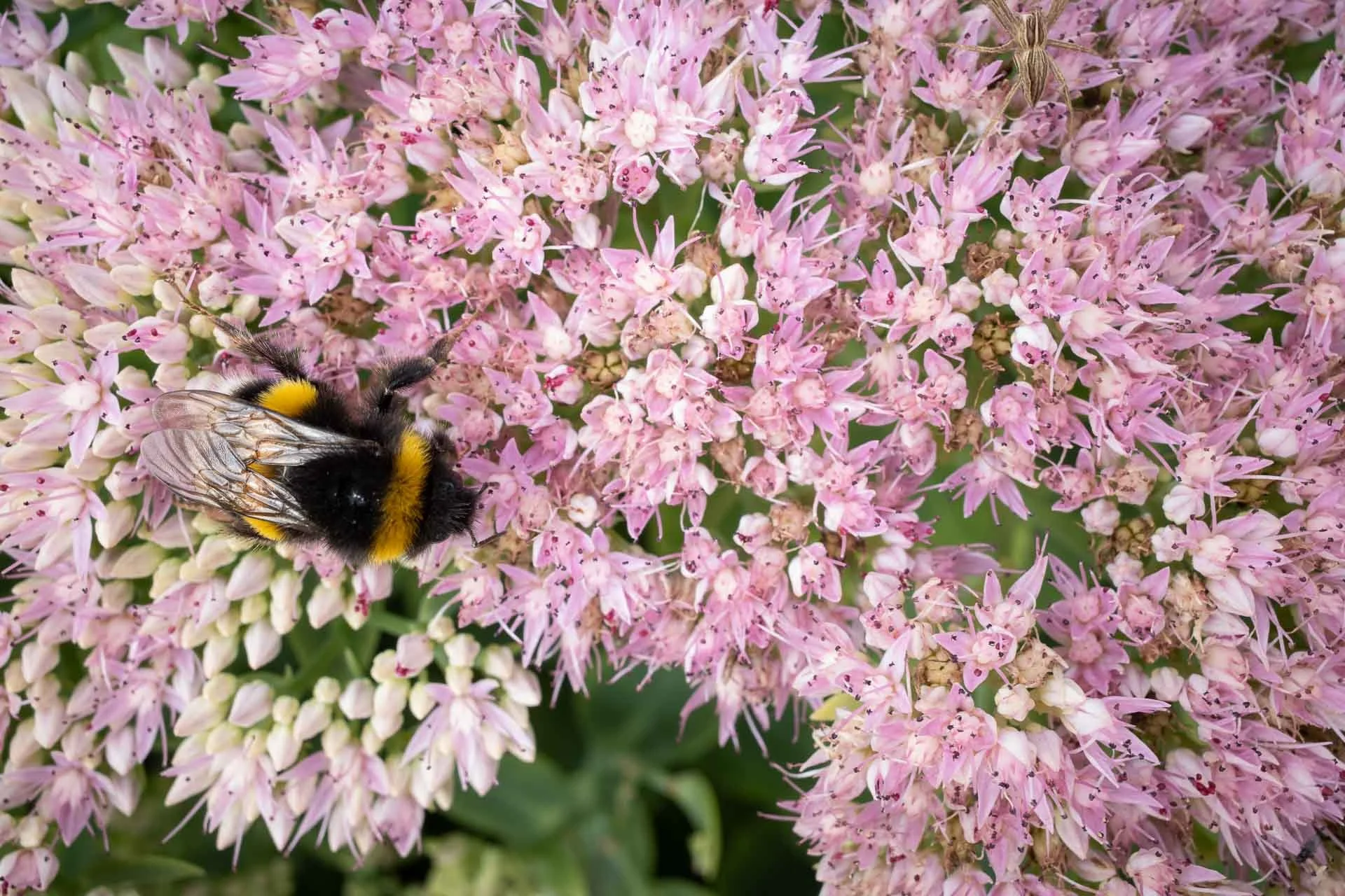  Bumble bee on stonecrop (Hylotelephium) 