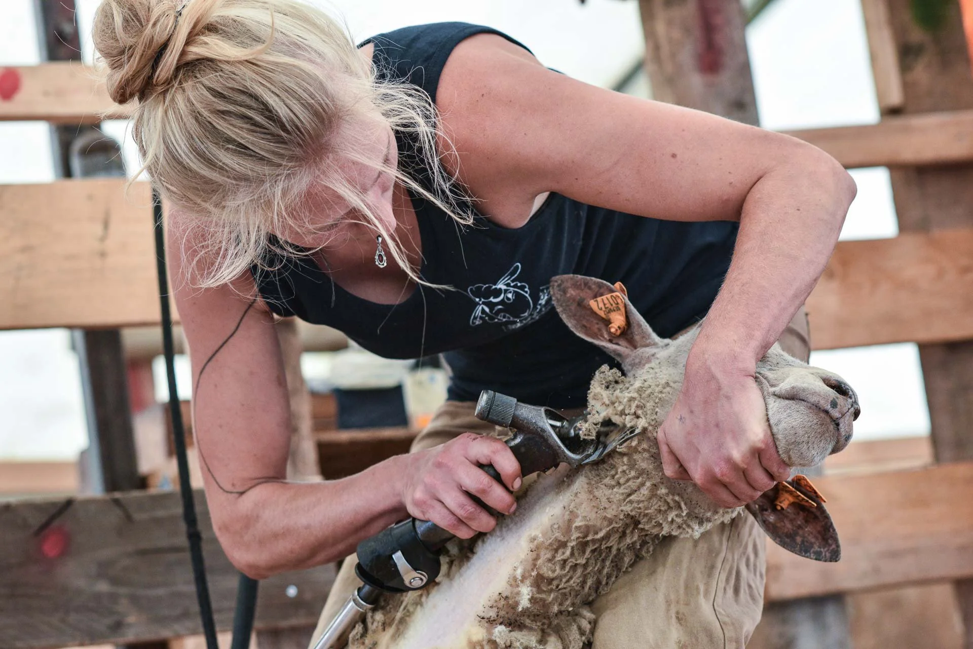  Sheep shearing at the  Petite Foire de Semel  