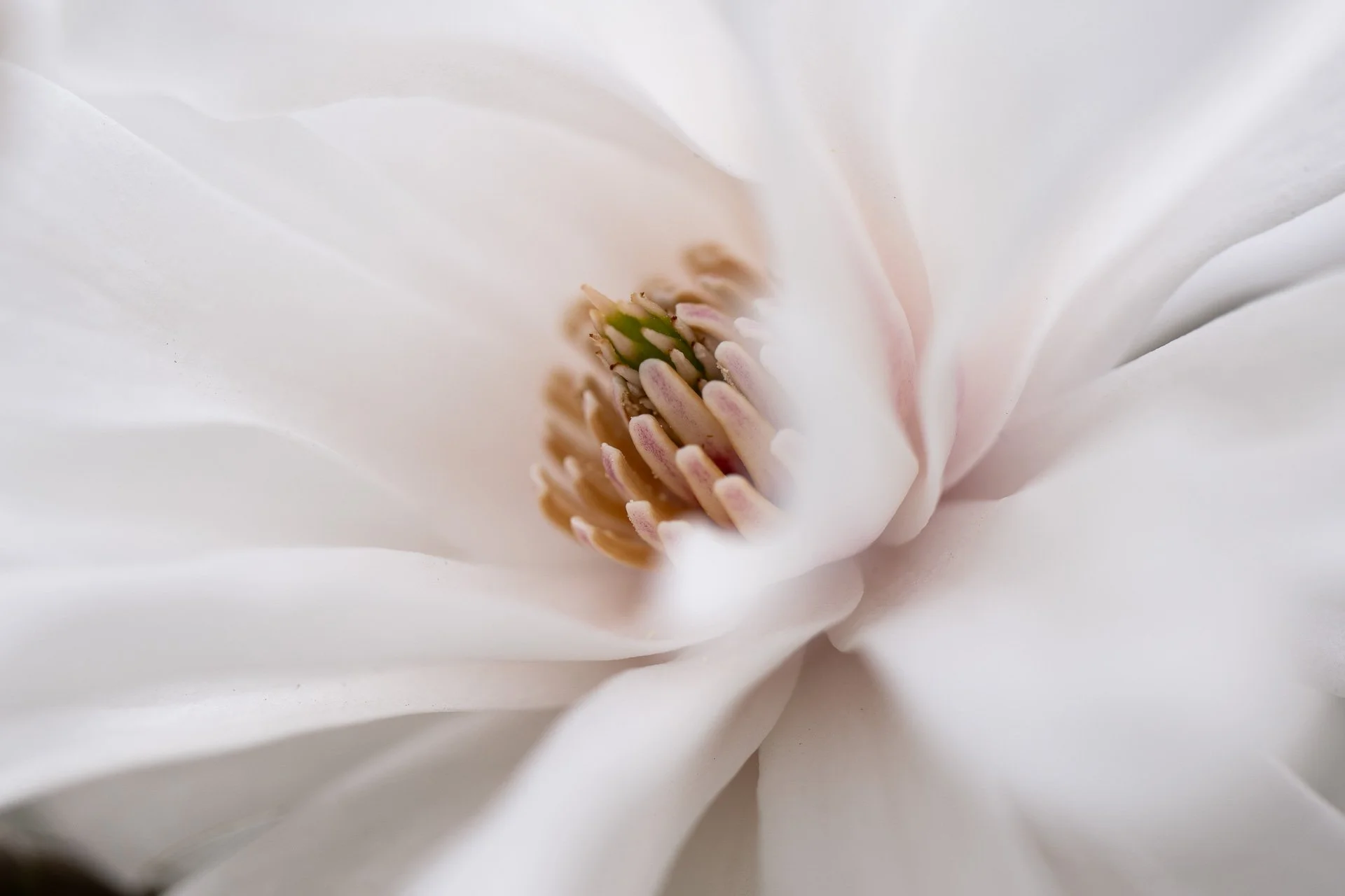  Magnolia flower 
