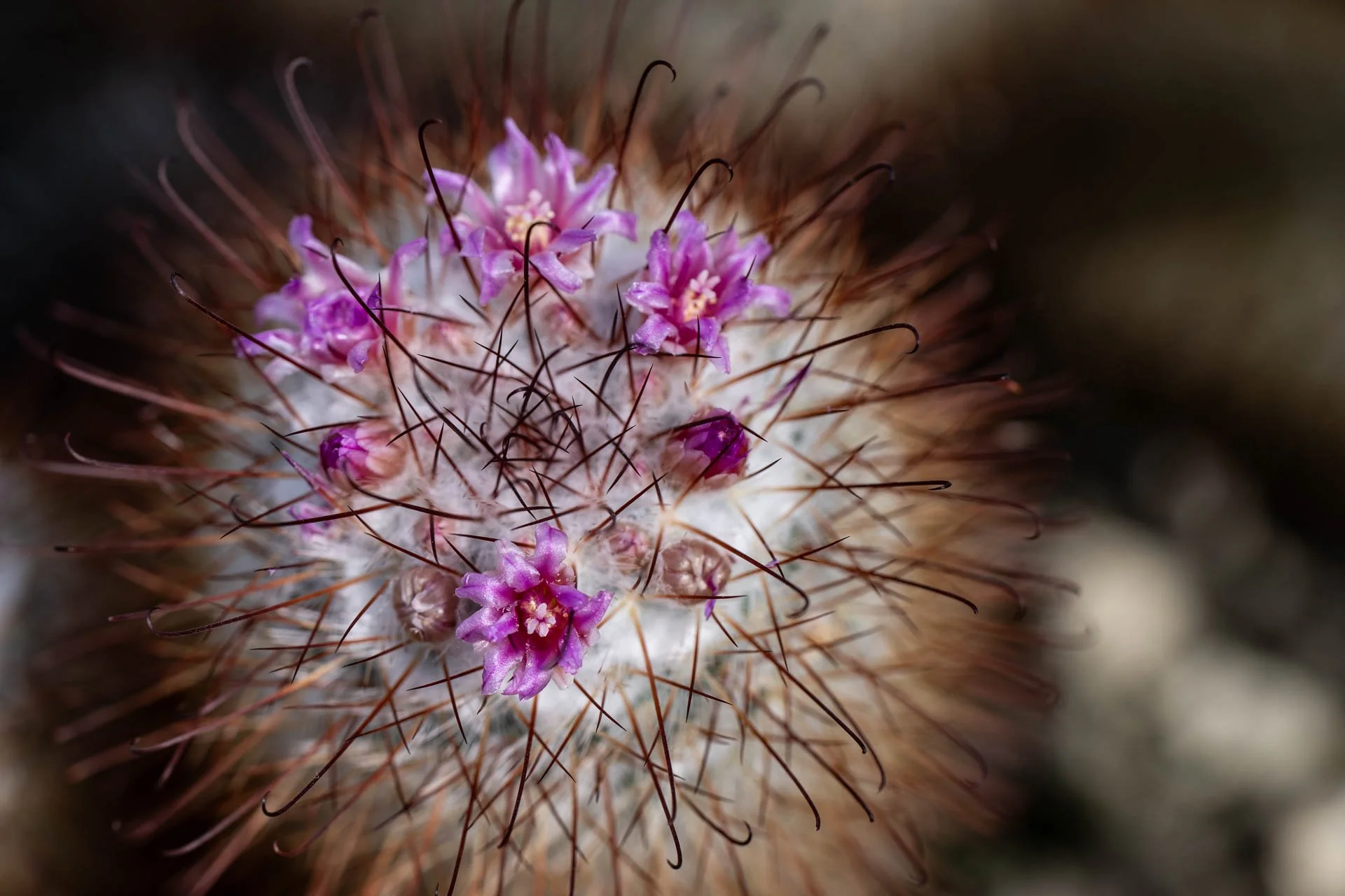  Cactus flowering 