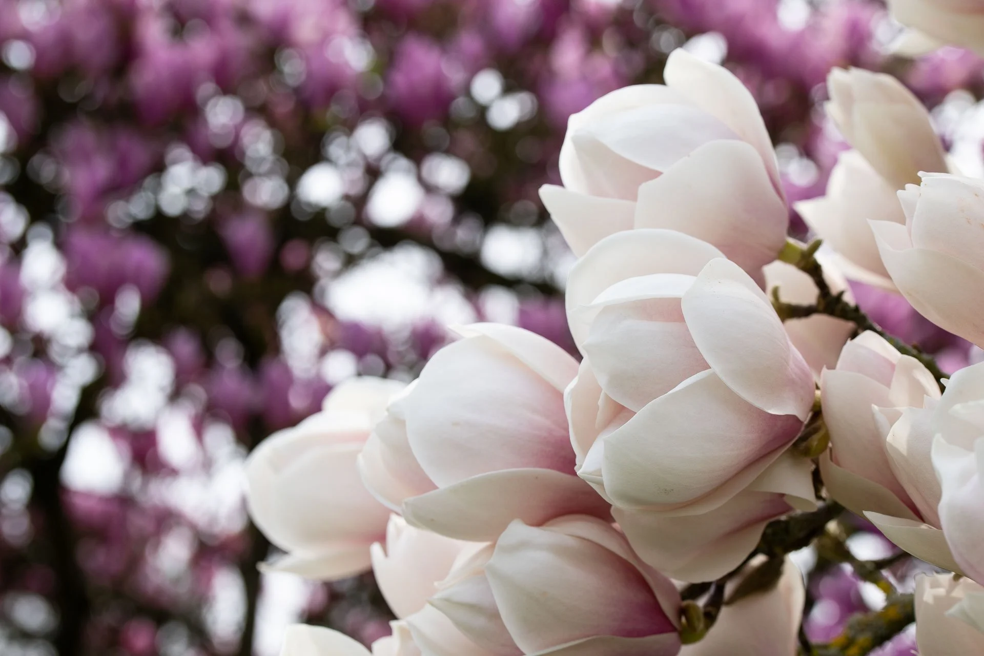  Magnolias in full blossom 