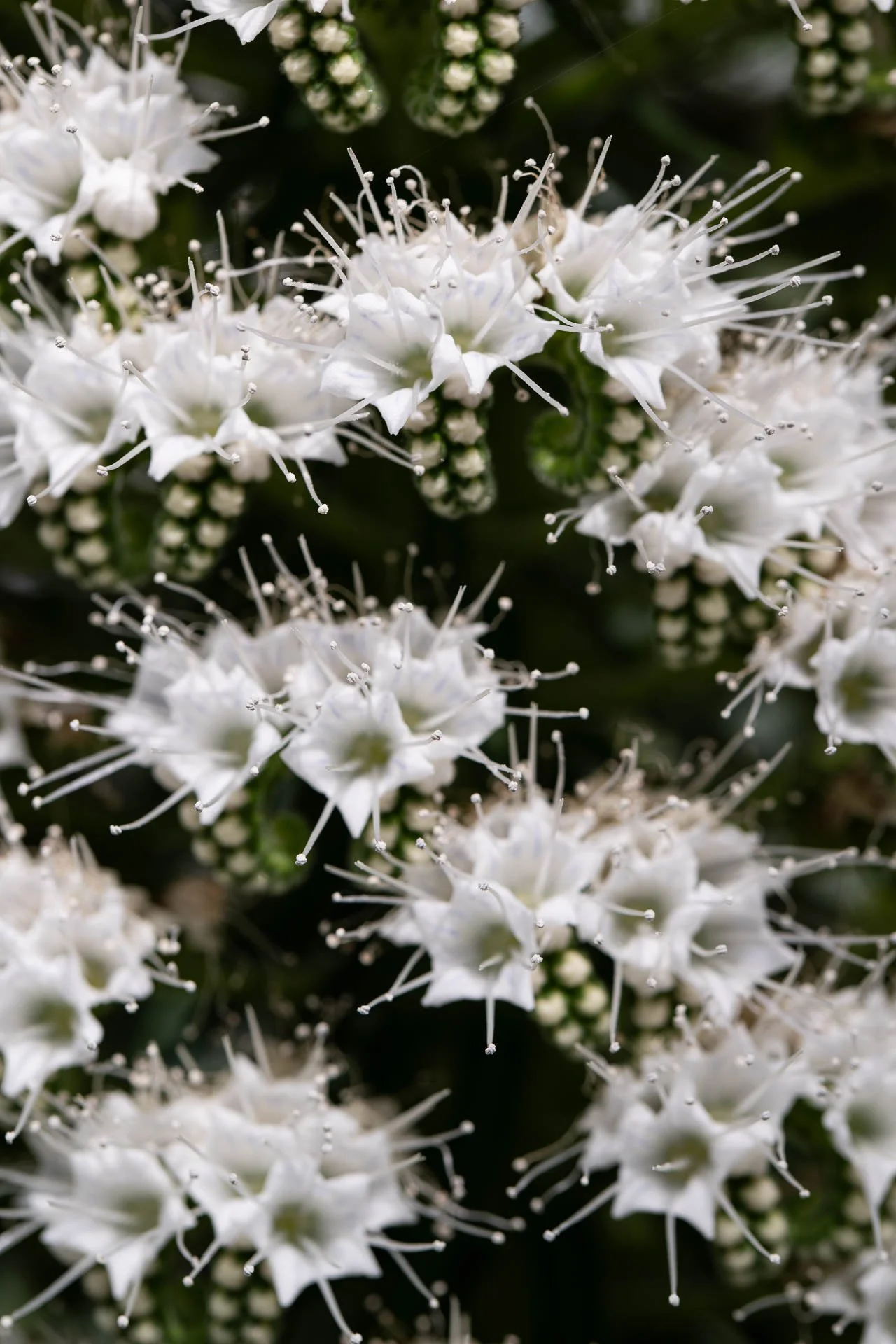  Echium simplex flowering in the greenhouses at Meise 
