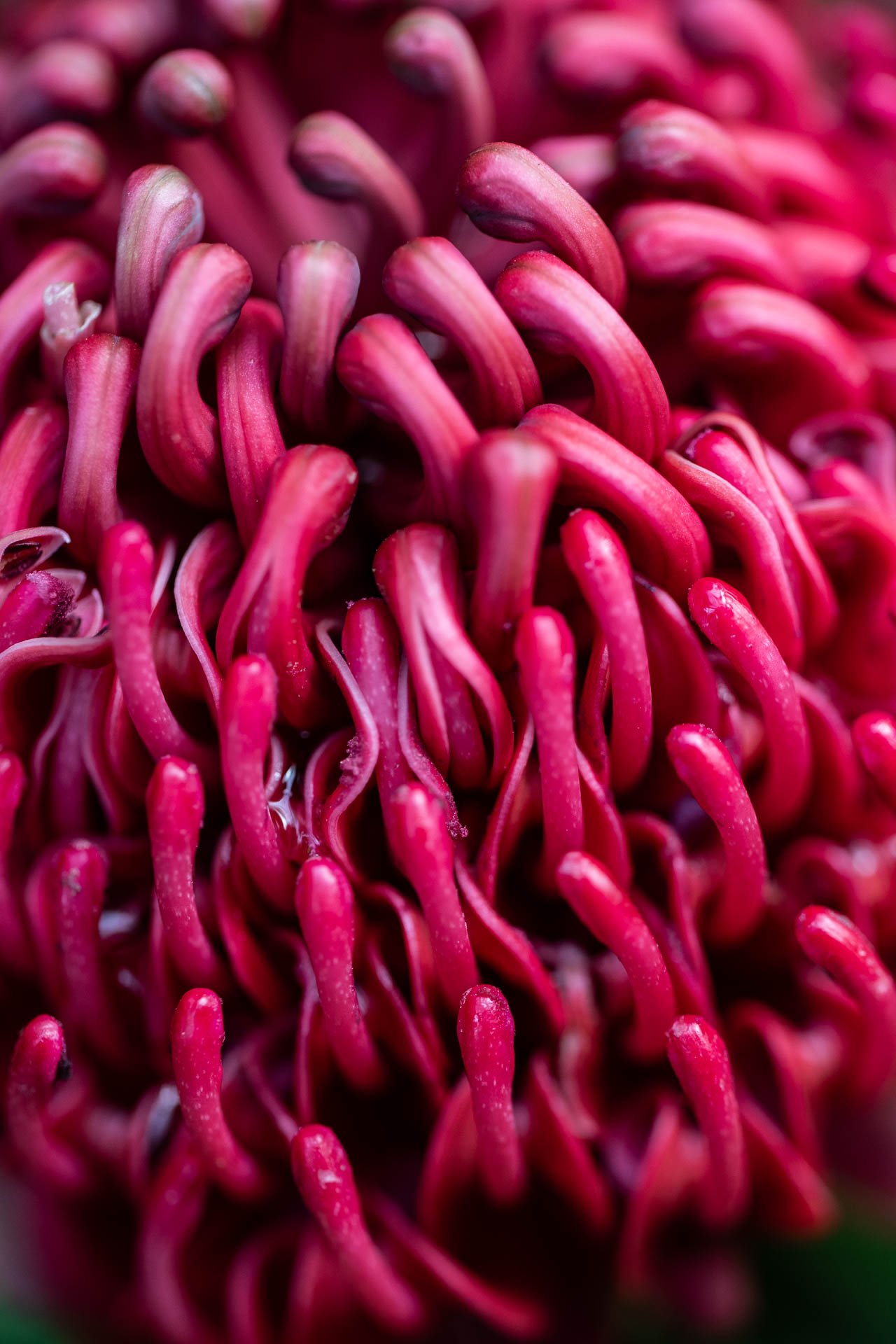  Waratah (Telopea speciosissima) flower, in the greenhouses at Meise 