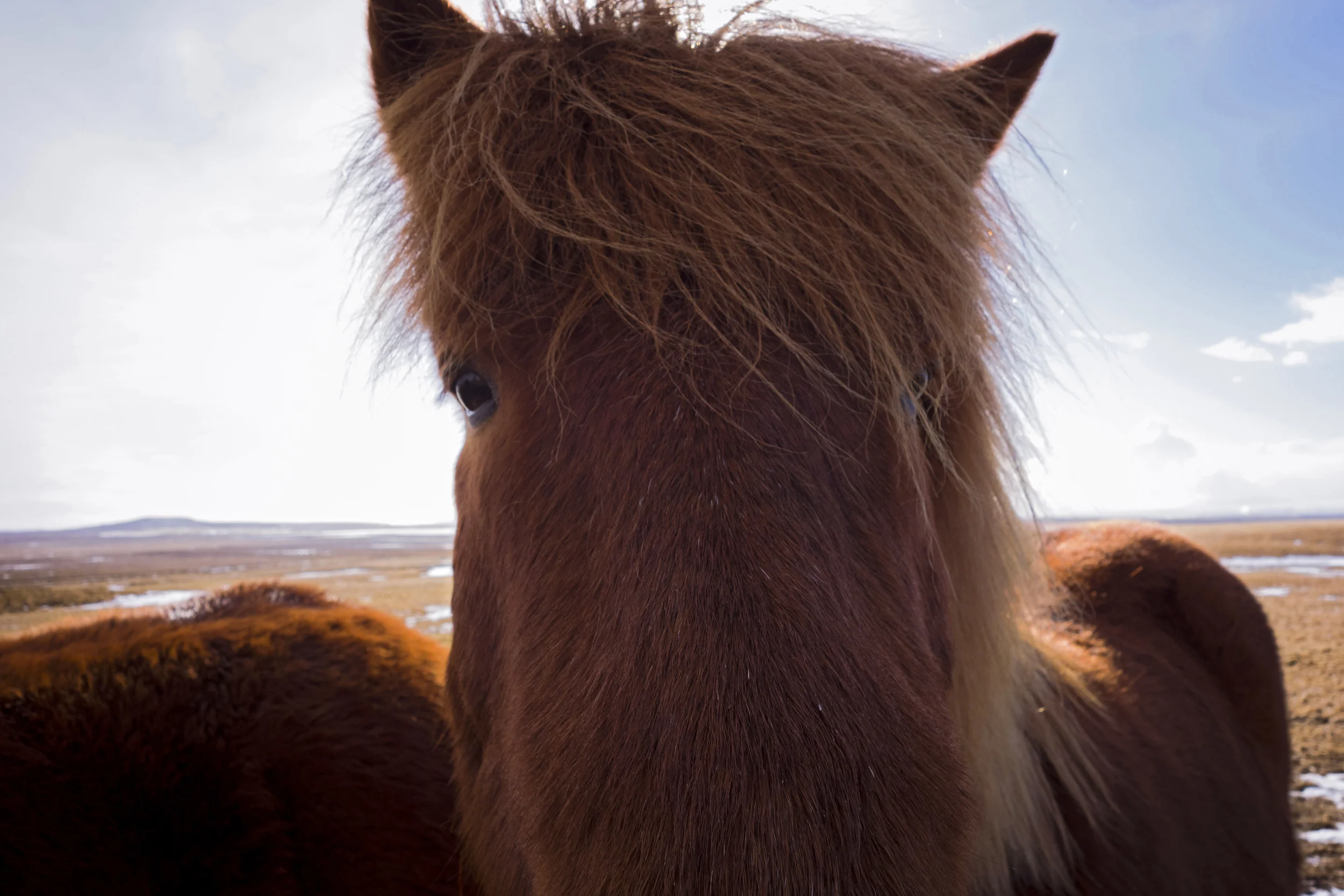 Icelandic Horses
