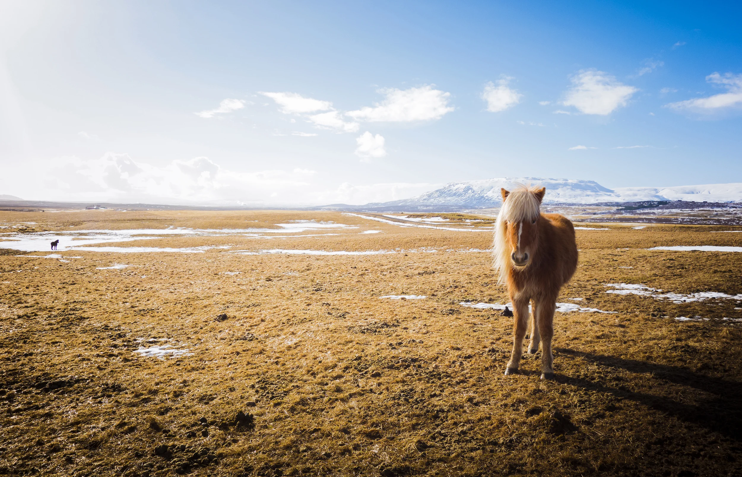 Icelandic Horses