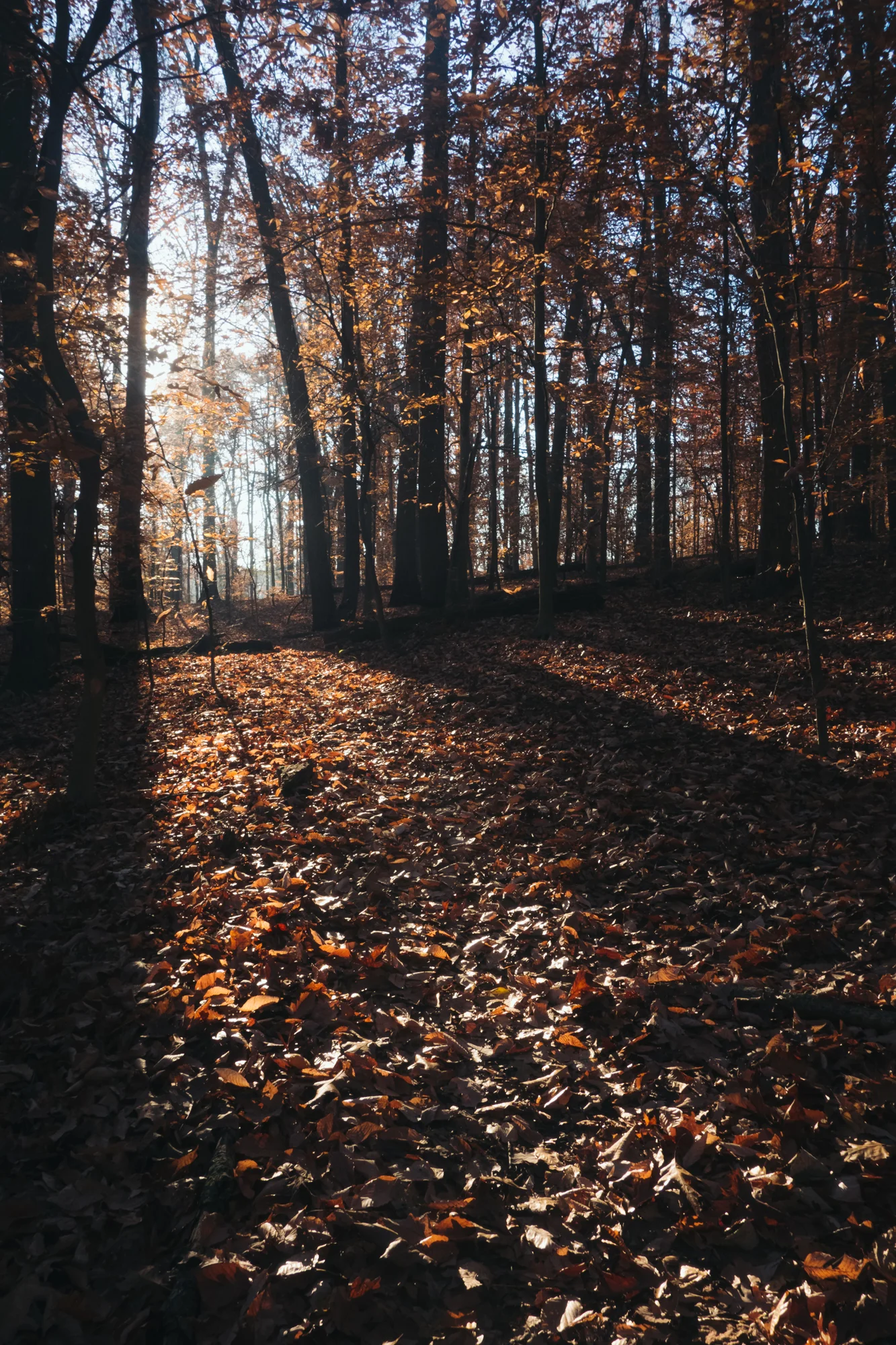 Loch Raven