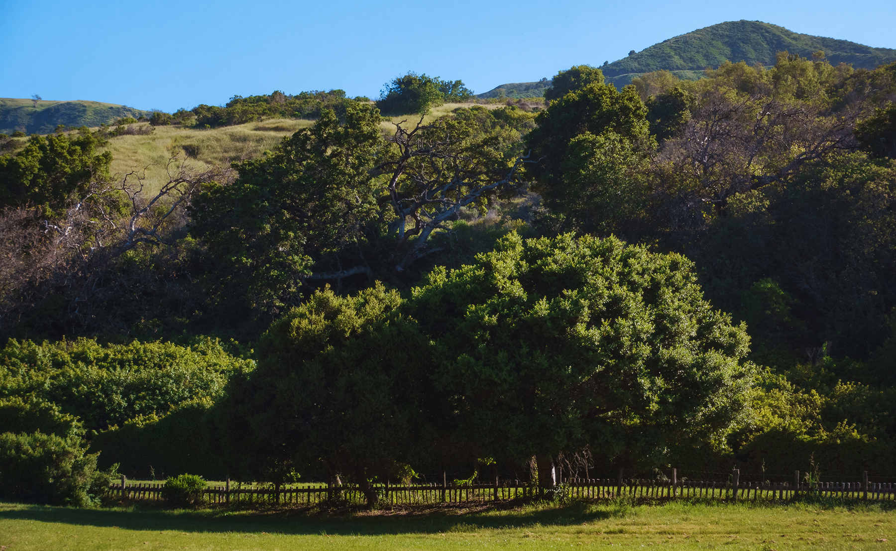 Andrew Molera State Park