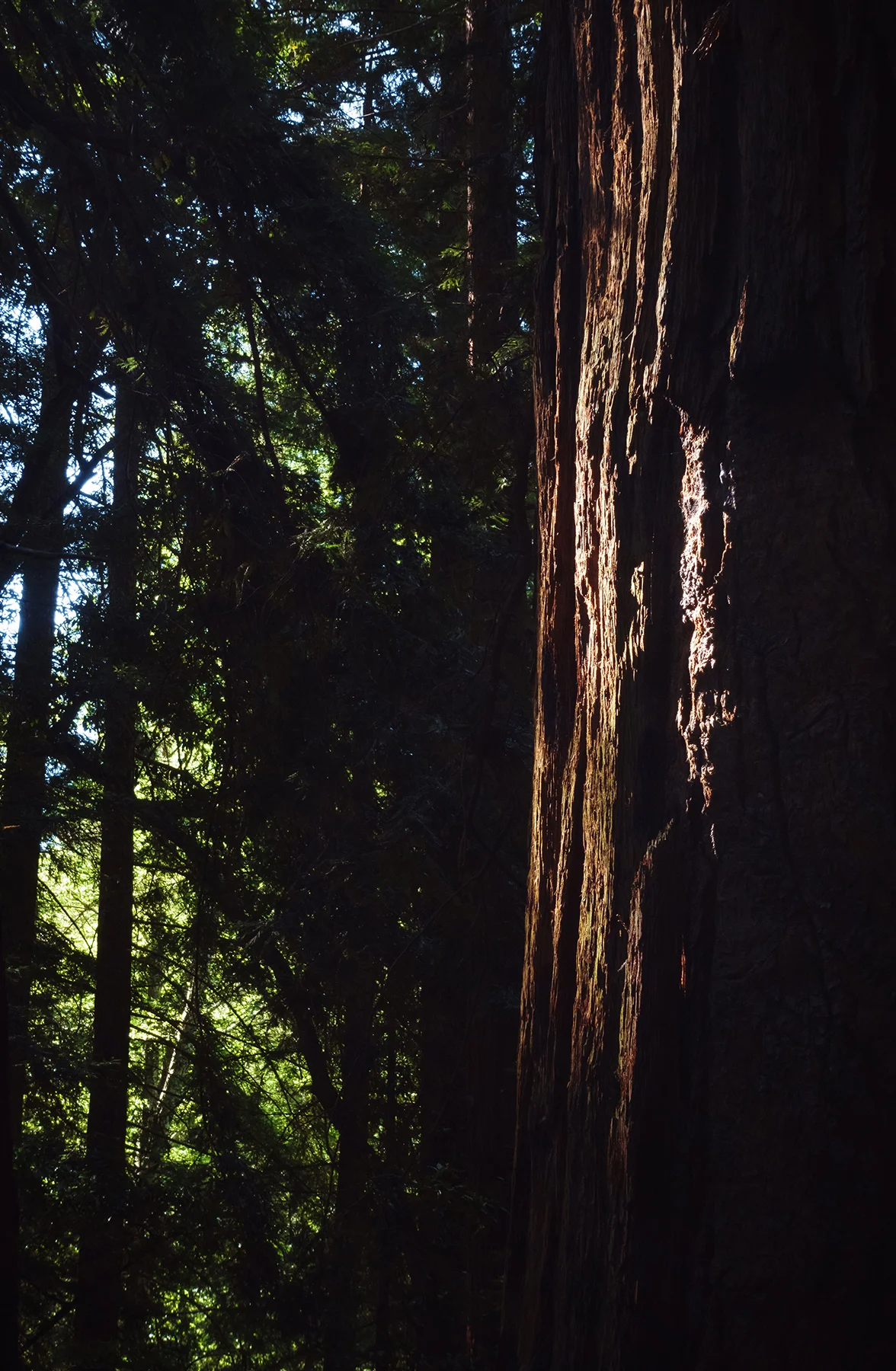 Pfeiffer-Big Sur State Park