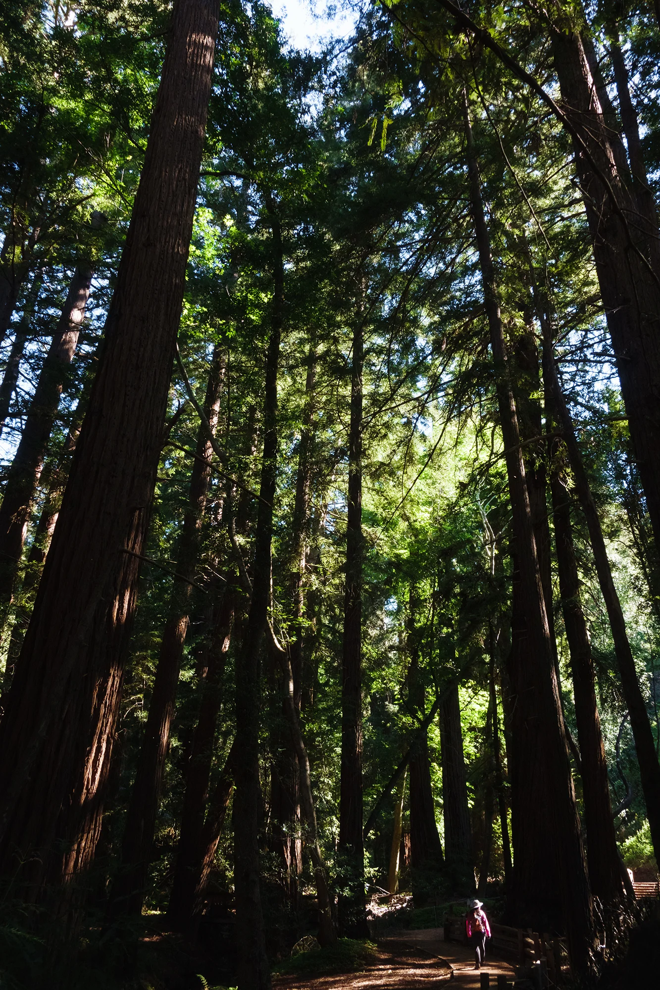 Pfeiffer-Big Sur State Park