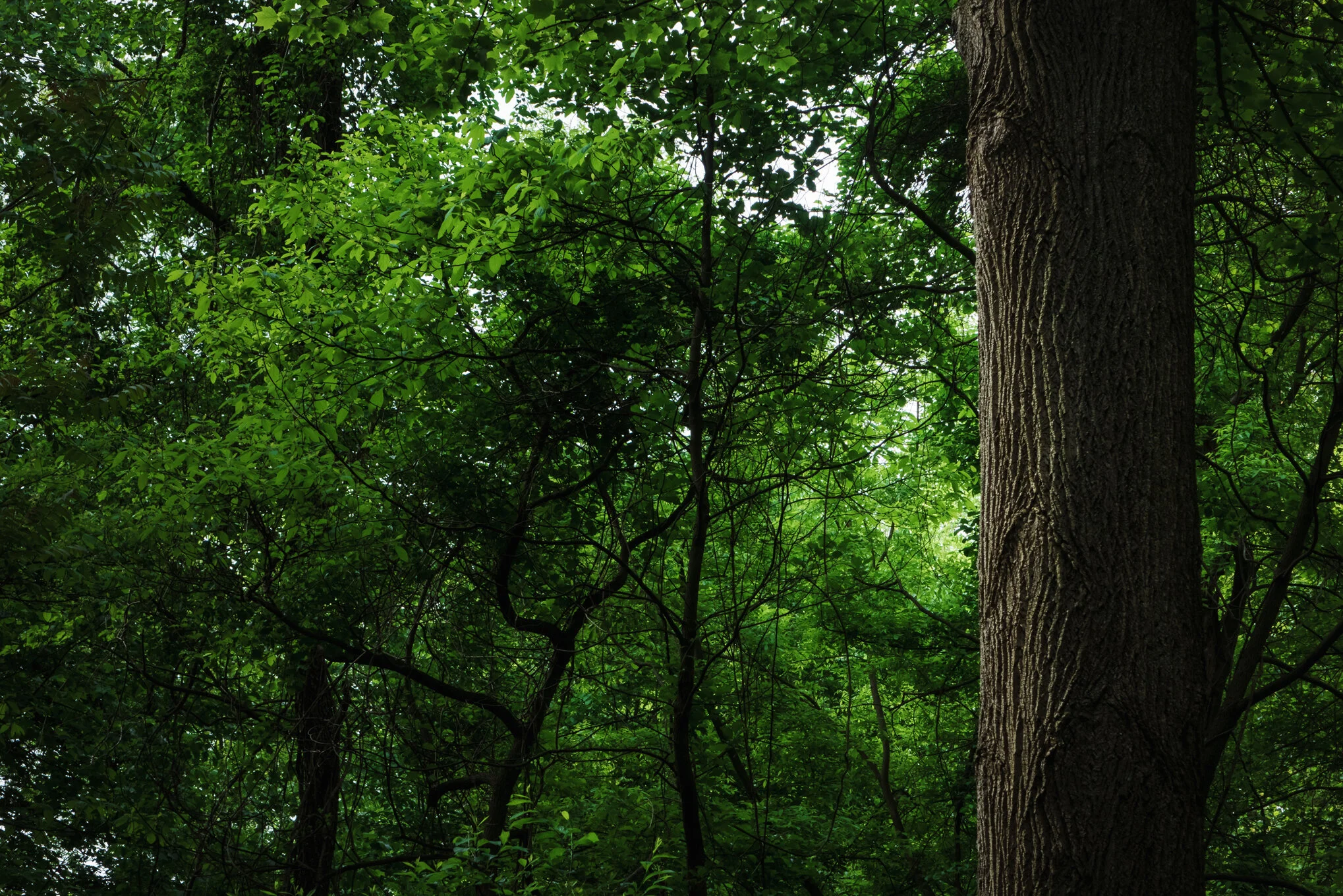 Loch Raven