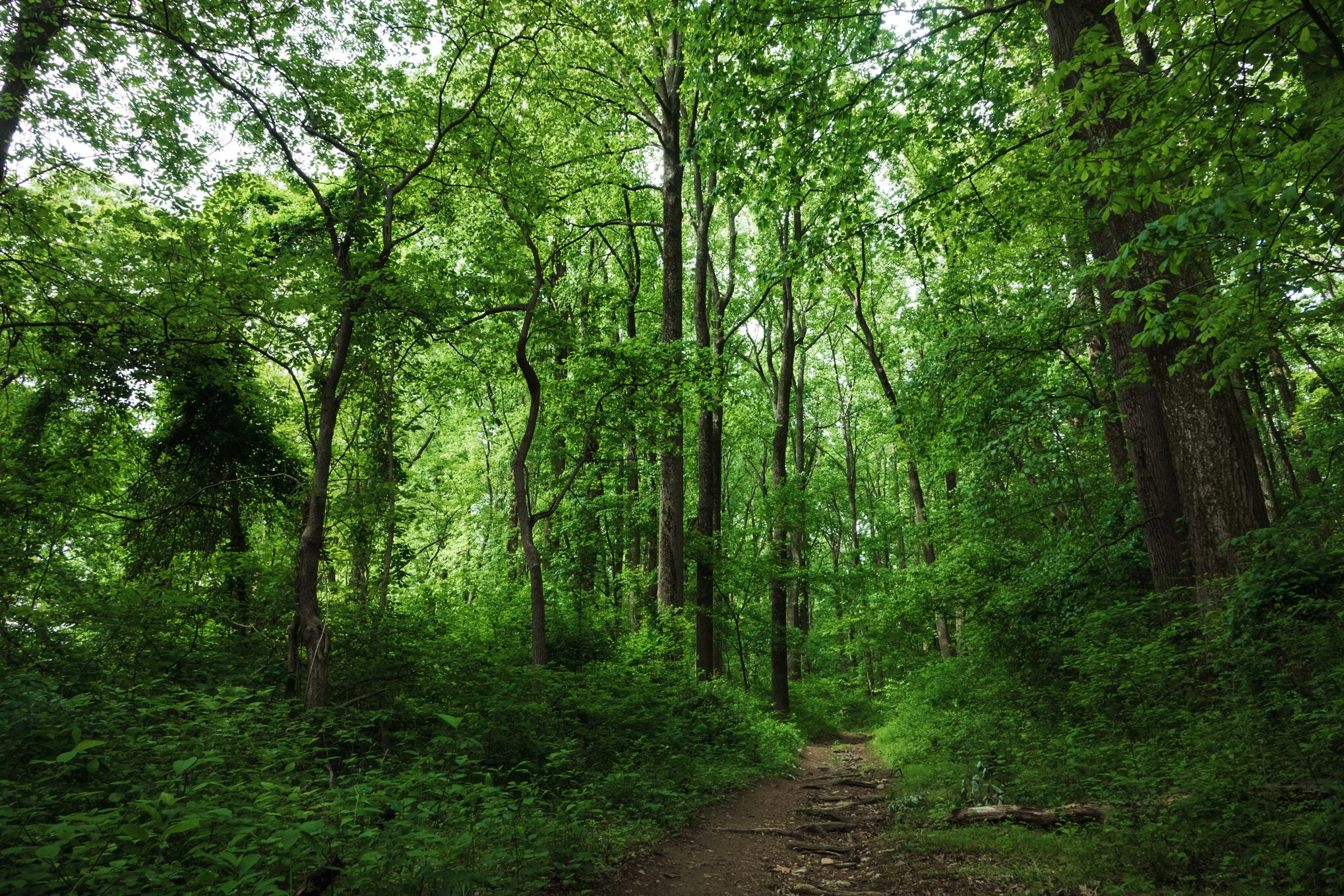 Loch Raven